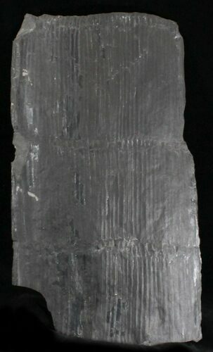 Long Calamites Trunk Section - West Virginia #28563
